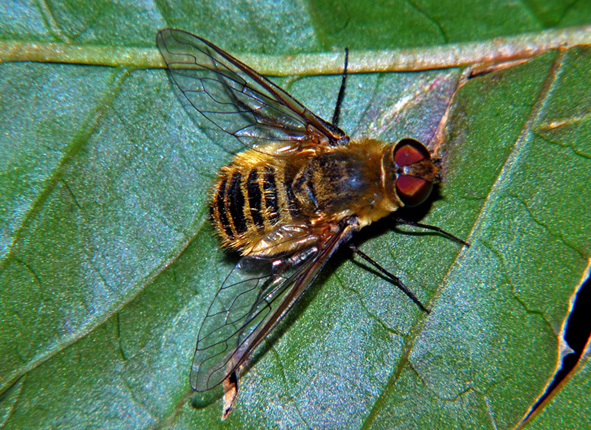 Villa sp. (Bombyliidae).